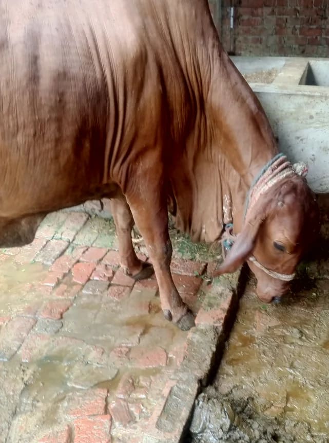 Sindhi Cow in  UTTAR PRADESH