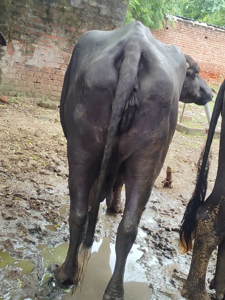 Others Buffalo in  UTTAR PRADESH