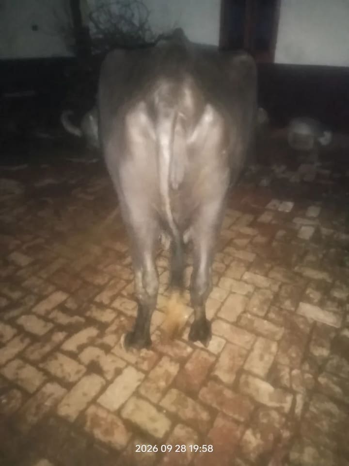 Murrah Buffalo in  UTTAR PRADESH