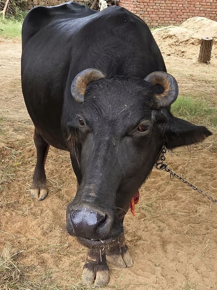 Murrah Buffalo in  RAJASTHAN