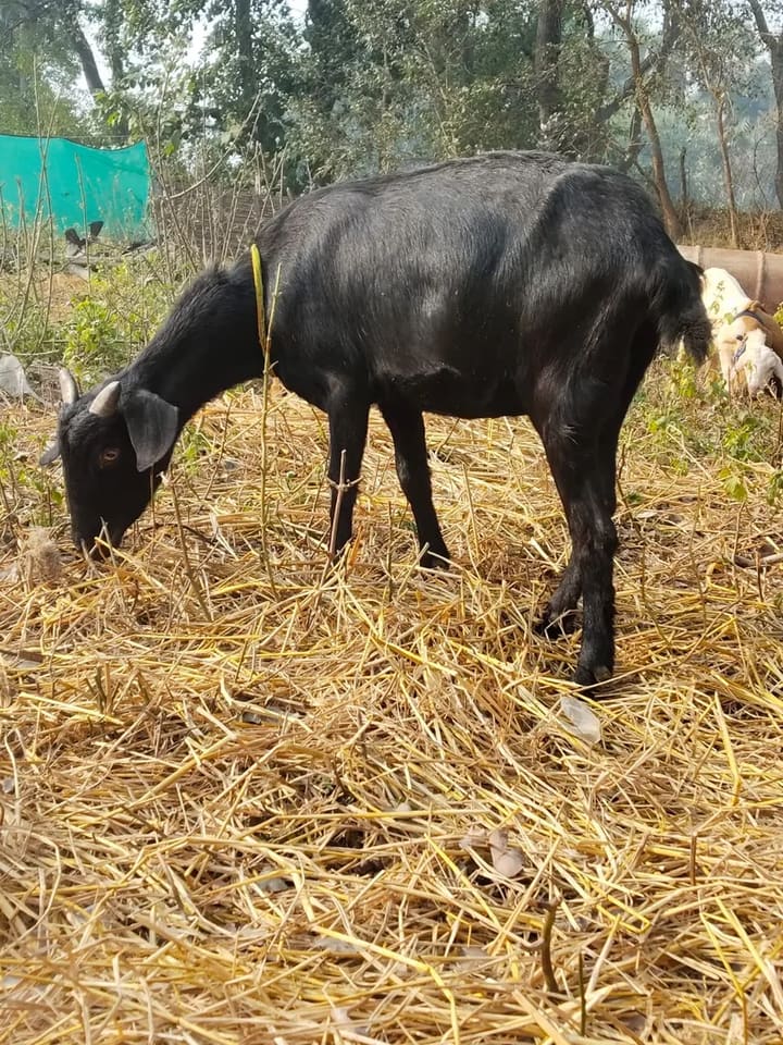 Black Bengal Goat B0092 in  WEST BENGAL