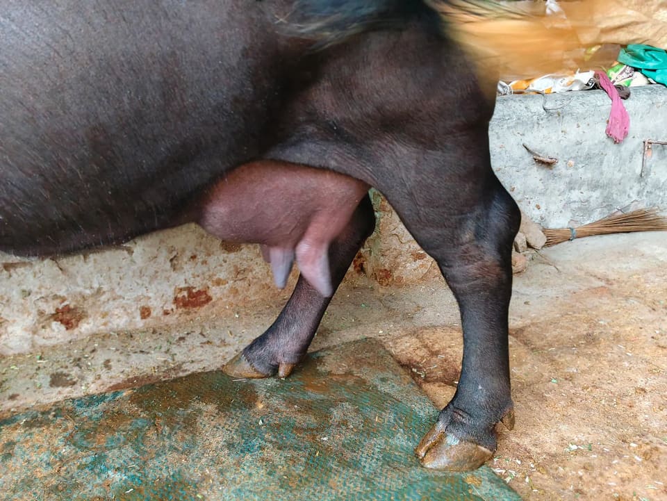 Jafarabadi Buffalo in  PUNJAB