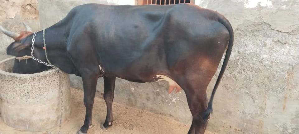 Kapila Cow in  RAJASTHAN