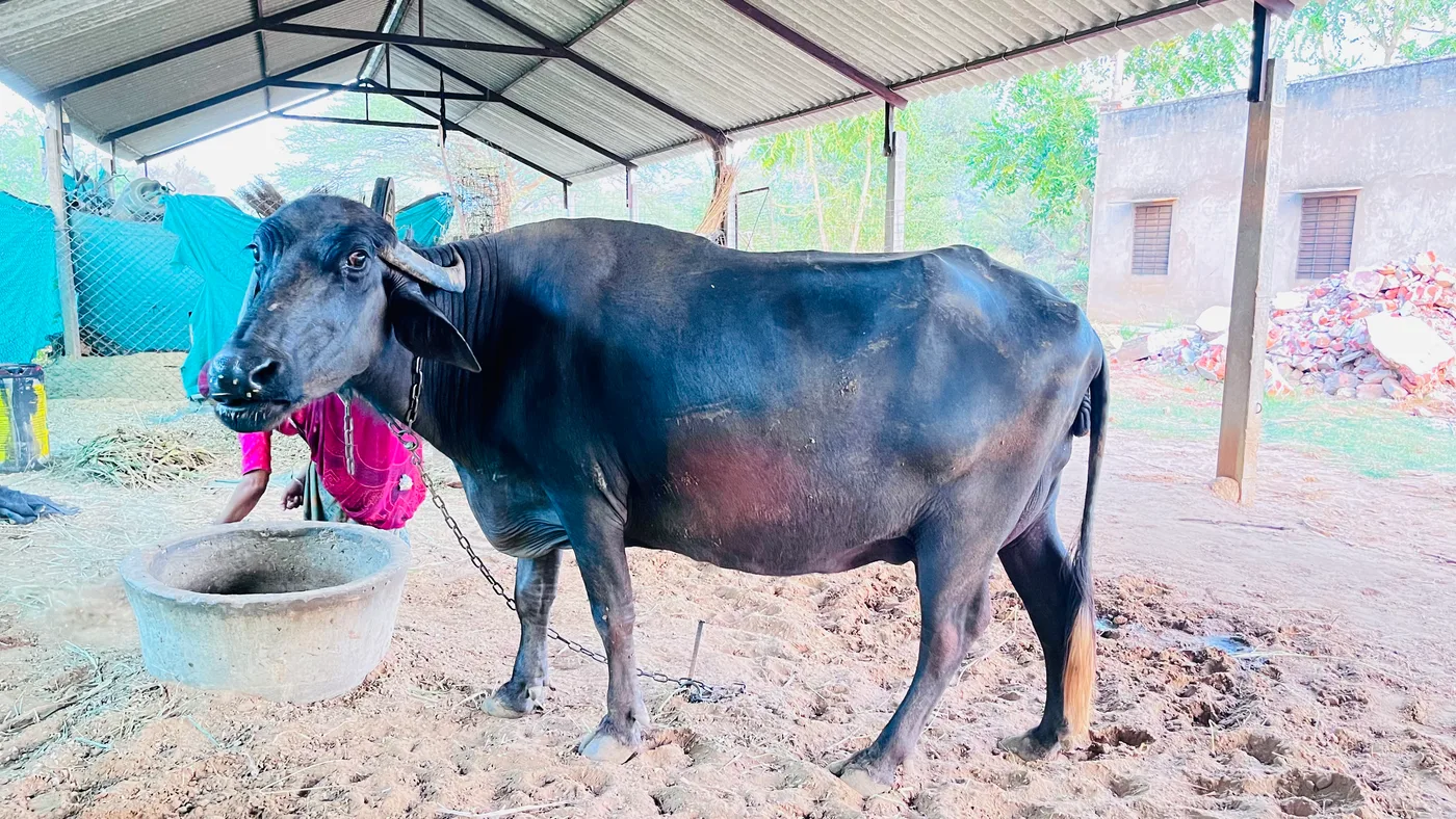 Jafarabadi Buffalo J0488 in  RAJASTHAN