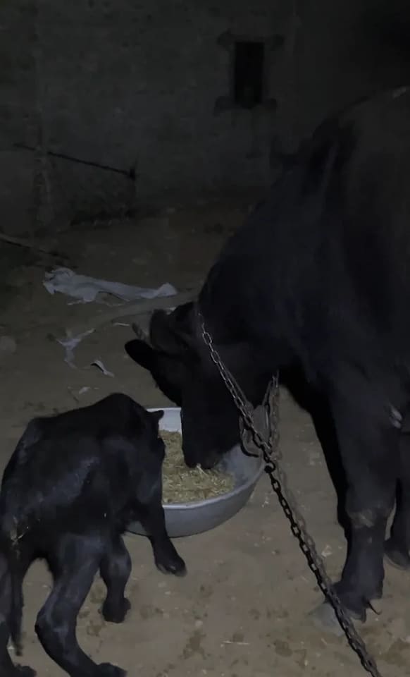 Murrah Buffalo in  RAJASTHAN