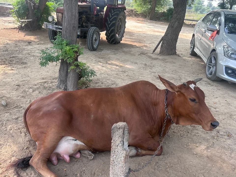 Gir Cow G2117 in  HARYANA