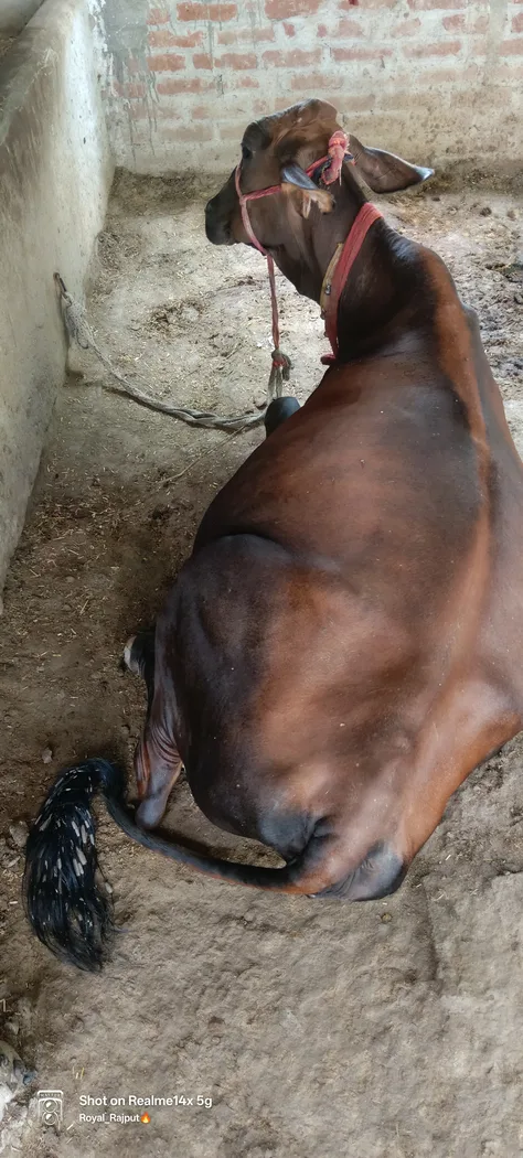 Sahiwal Cow in  UTTAR PRADESH