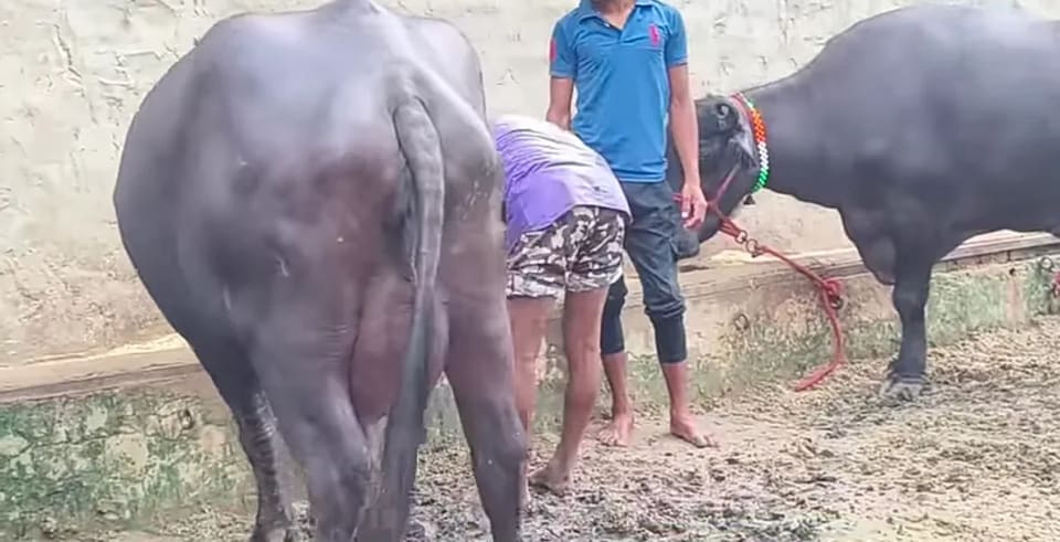 Murrah Buffalo in  MAHARASHTRA