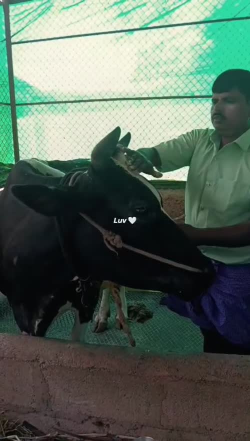 HF Cow H3205 in  KARNATAKA