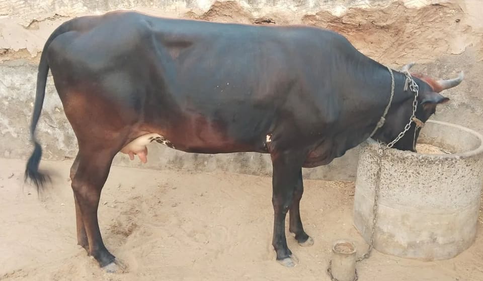 Kapila Cow K0251 in  RAJASTHAN