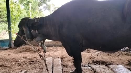 Jafarabadi Buffalo J0467 in  GUJARAT