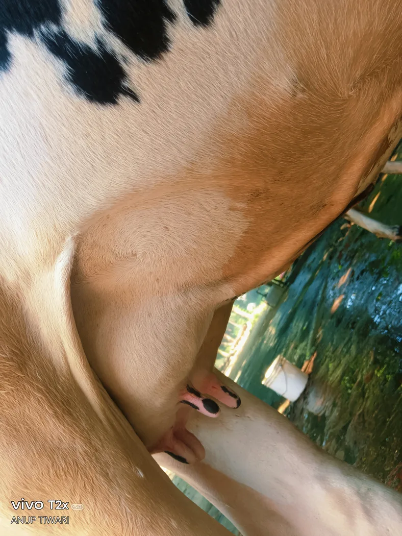 HF Cow in  UTTAR PRADESH