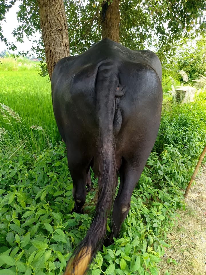 Others Buffalo in  UTTAR PRADESH