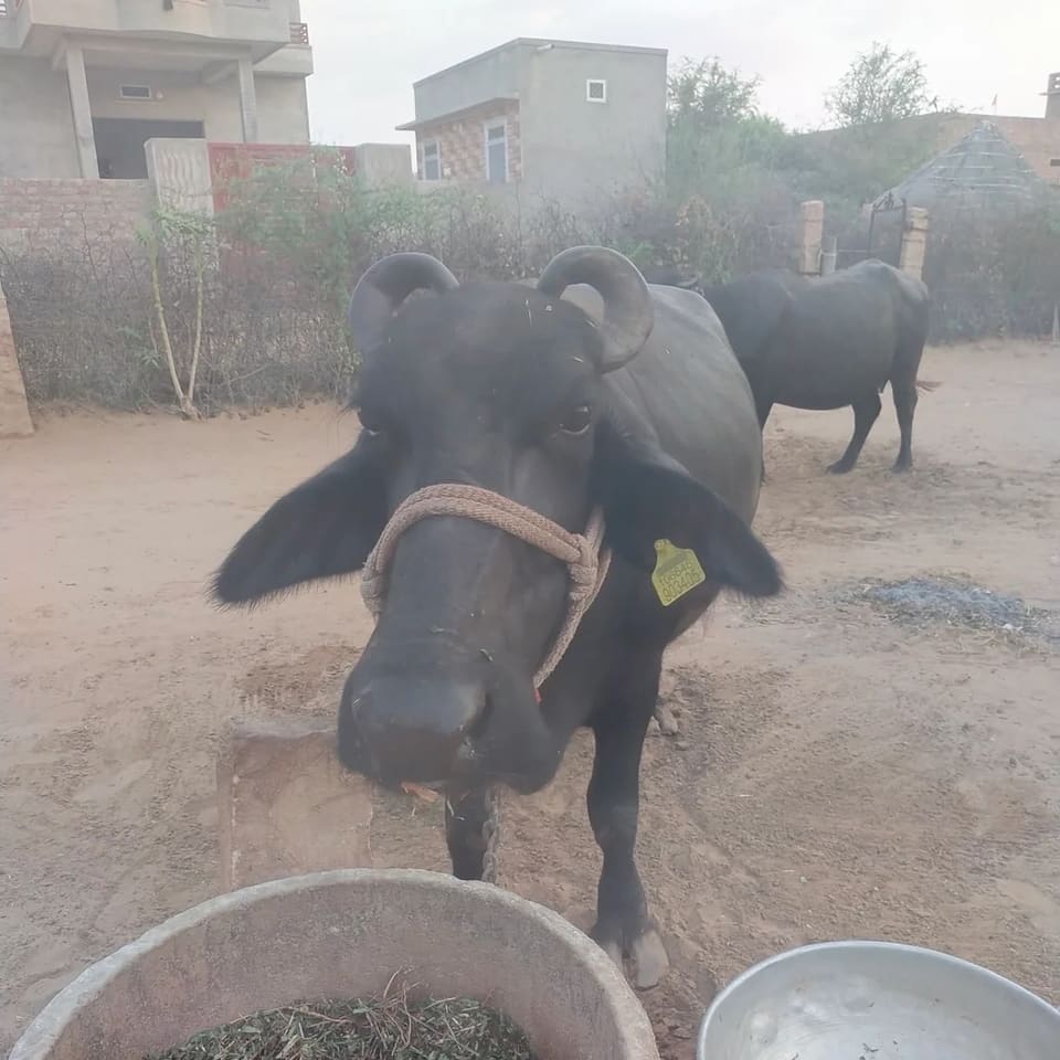 Murrah Buffalo in  RAJASTHAN
