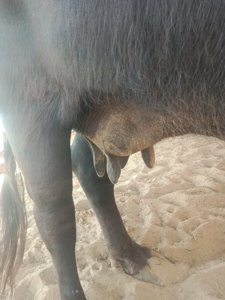 अन्य Buffalo O0808 in  RAJASTHAN