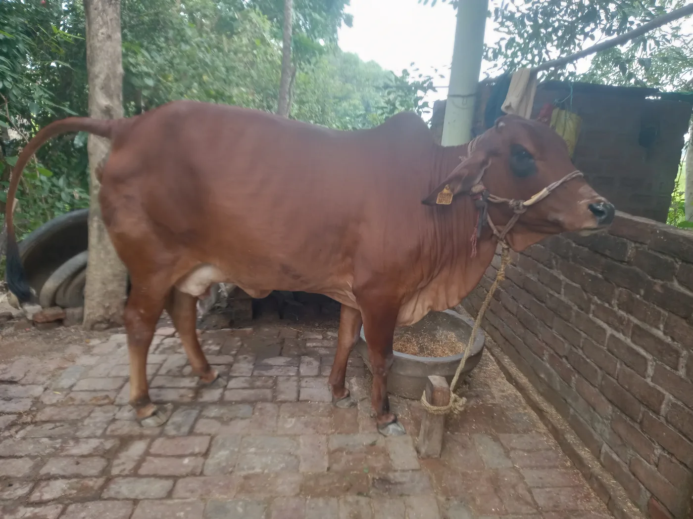 Sahiwal Cow in UTTAR PRADESH