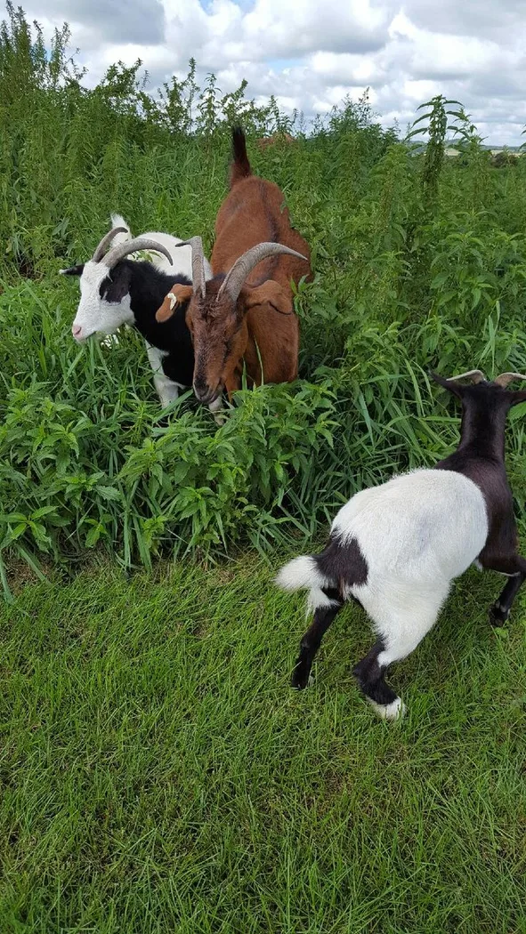 Barbari Goat in  TELANGANA