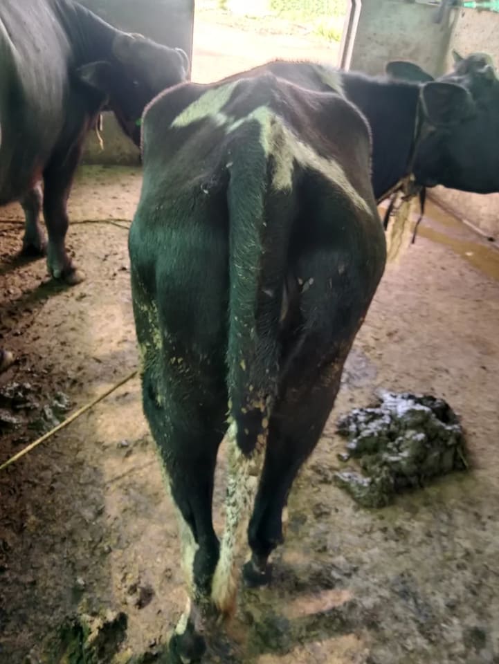 Others Cow in  MAHARASHTRA