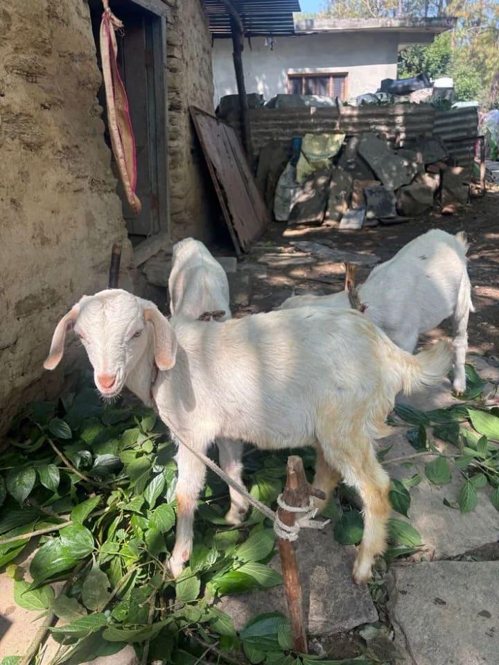 in TELANGANA