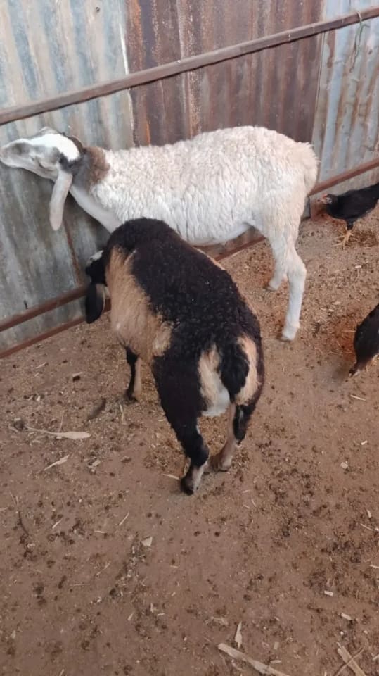 Gavran Sheep O0104 in  MAHARASHTRA