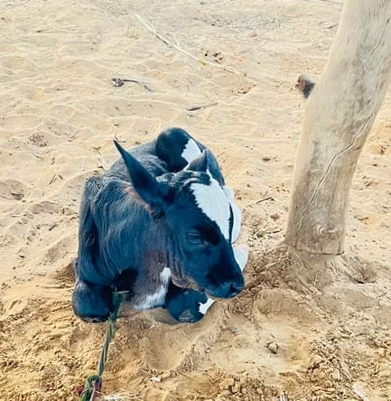 HF Cow in  RAJASTHAN