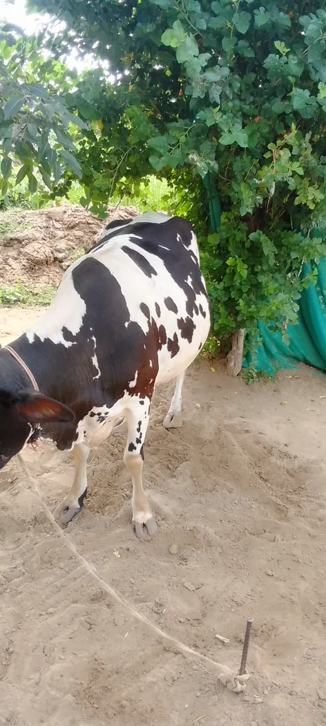 HF Cow H3107 in  RAJASTHAN