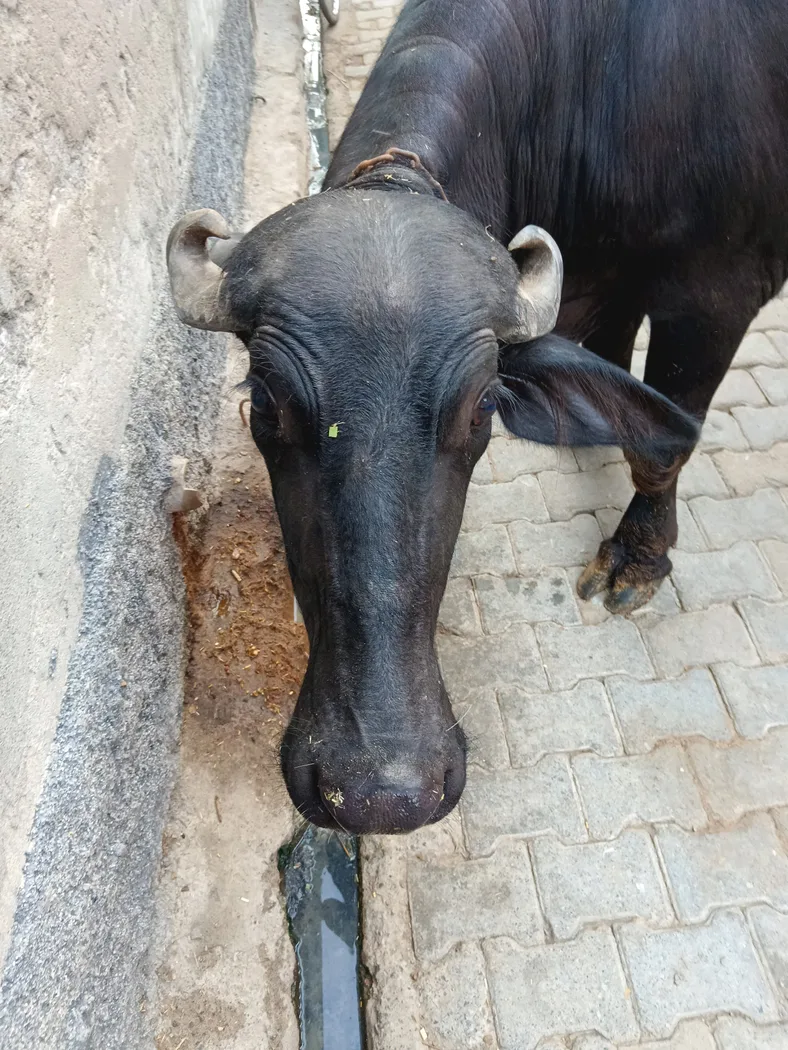 Normal Buffalo O0637 in  HARYANA