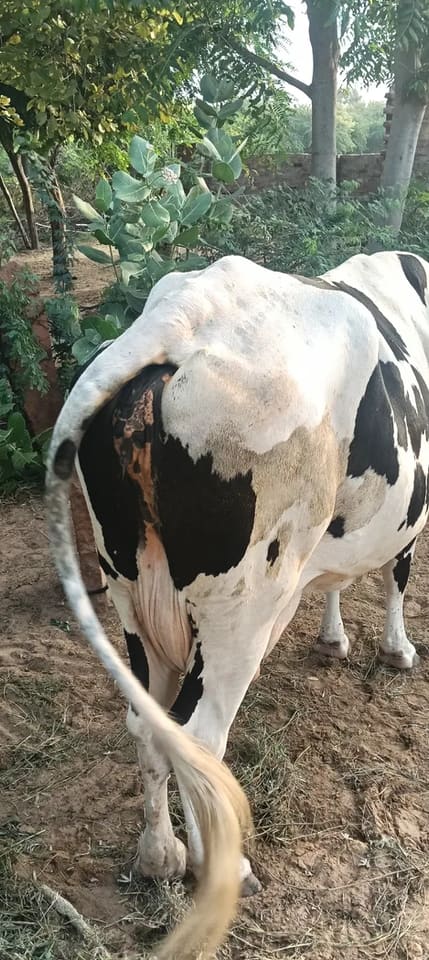 Others Buffalo in  RAJASTHAN