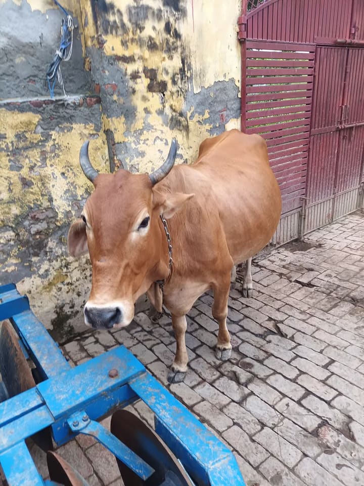 Sahiwal Cow in  UTTAR PRADESH