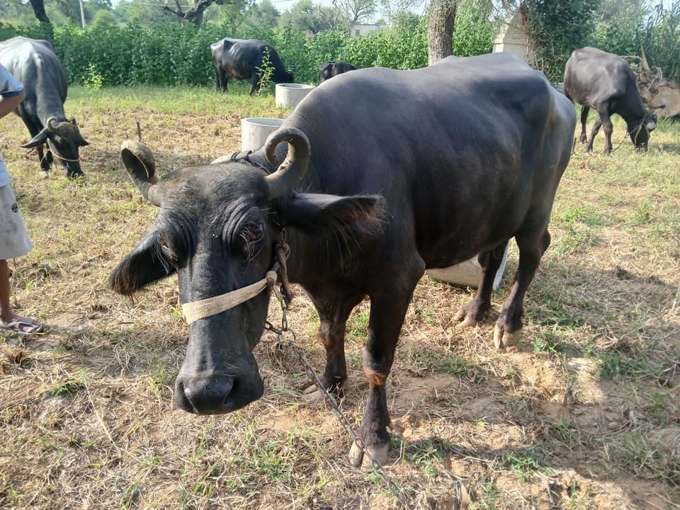 Banni  Buffalo in  RAJASTHAN