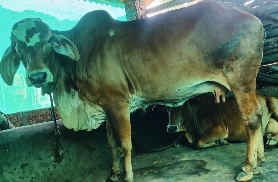 Gir Cow G2189 in MAHARASHTRA
