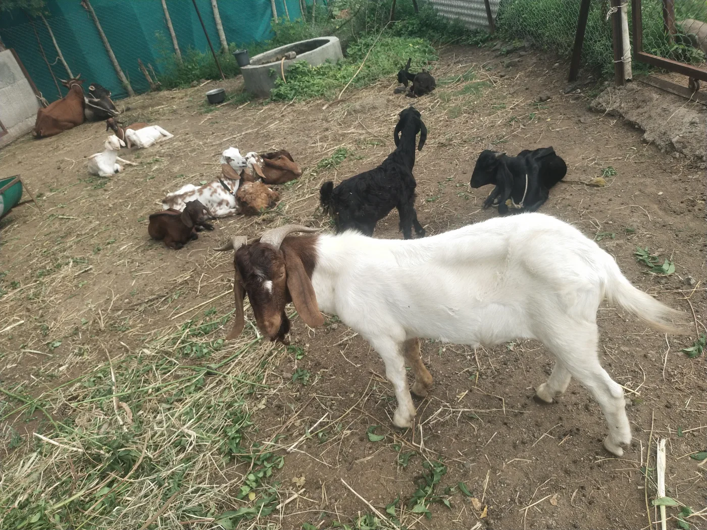 Boer Goat B0176 in  MAHARASHTRA