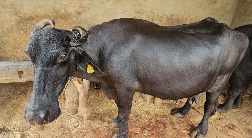 Jafarabadi Buffalo in  HARYANA
