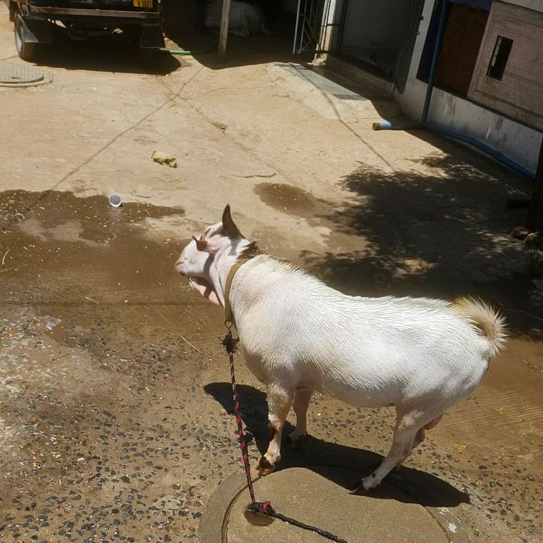 Barbari Goat in  GUJARAT