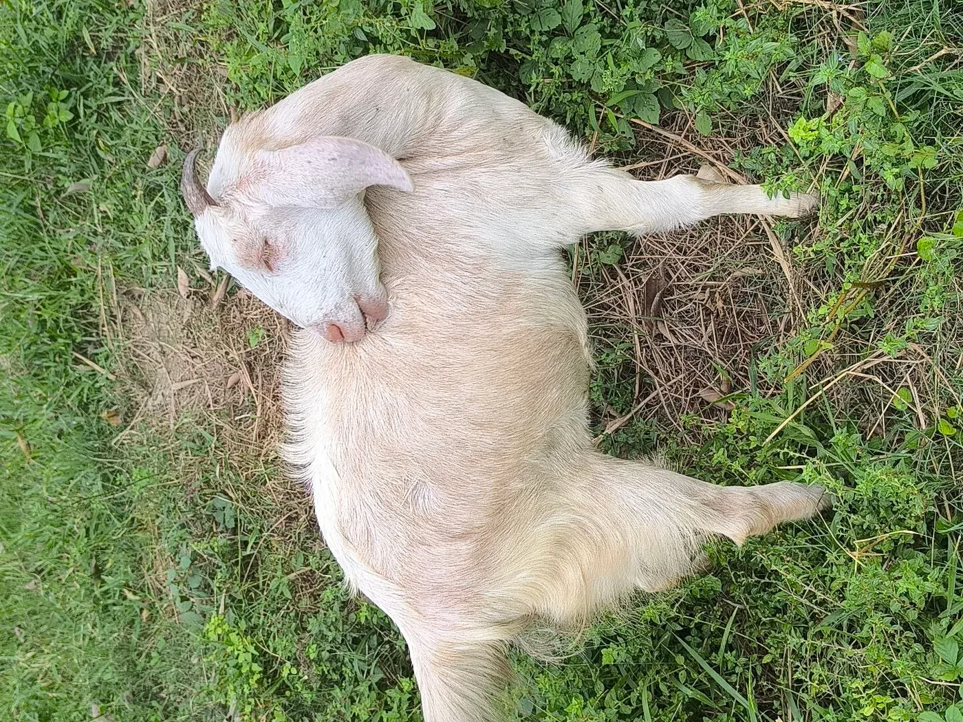 Malabari Goat M0285 in  BIHAR
