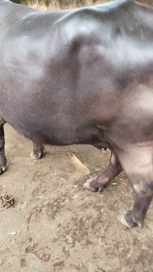 Kunni Buffalo O0526 in  UTTAR PRADESH