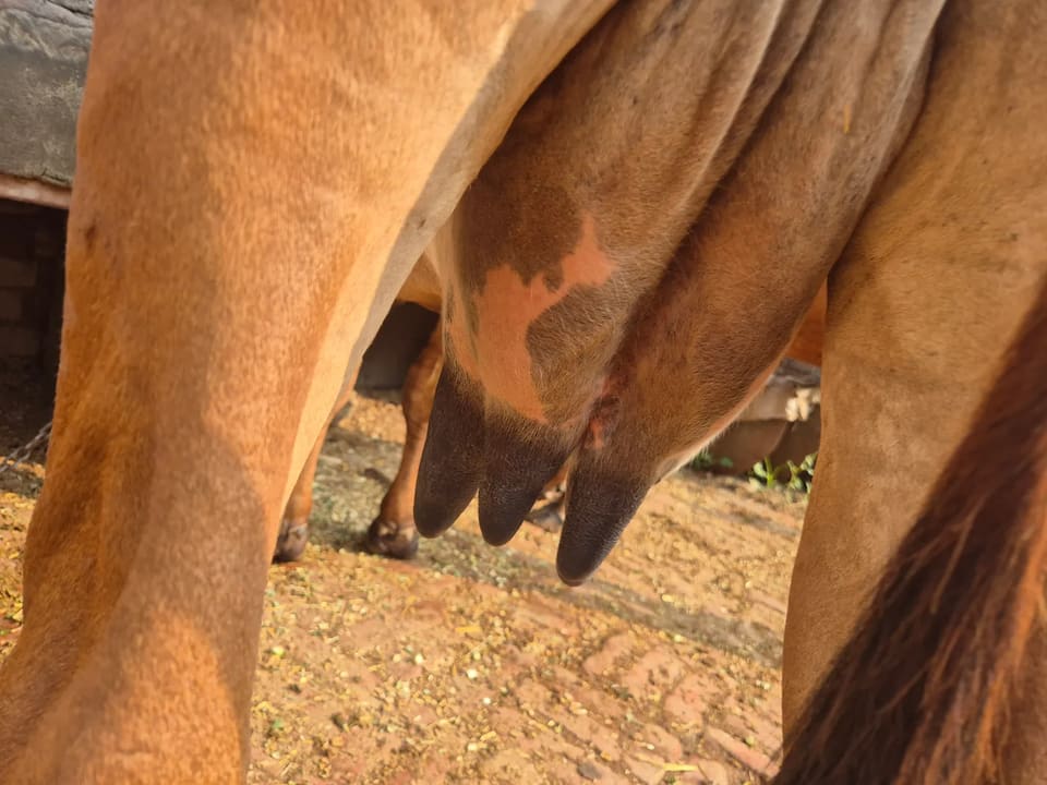 Gir Cow in  UTTAR PRADESH