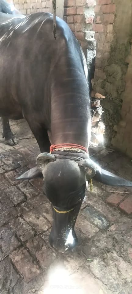 Nili Buffalo in  UTTAR PRADESH