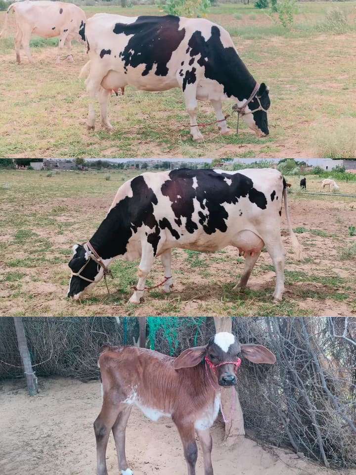 HF Cow in  RAJASTHAN