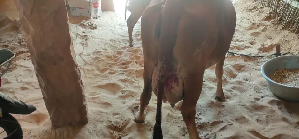 Rathi Cow in  RAJASTHAN