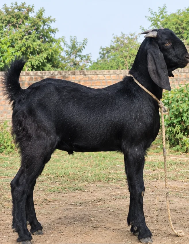 Beetal Goat B0518 in  UTTAR PRADESH