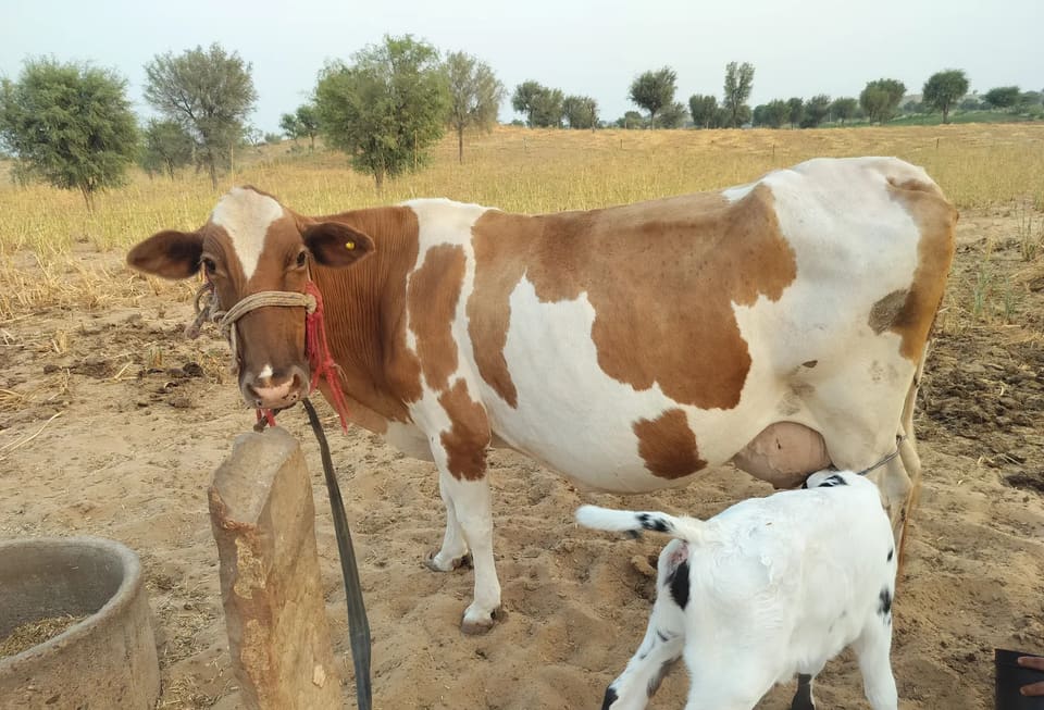 HF Cow in  RAJASTHAN