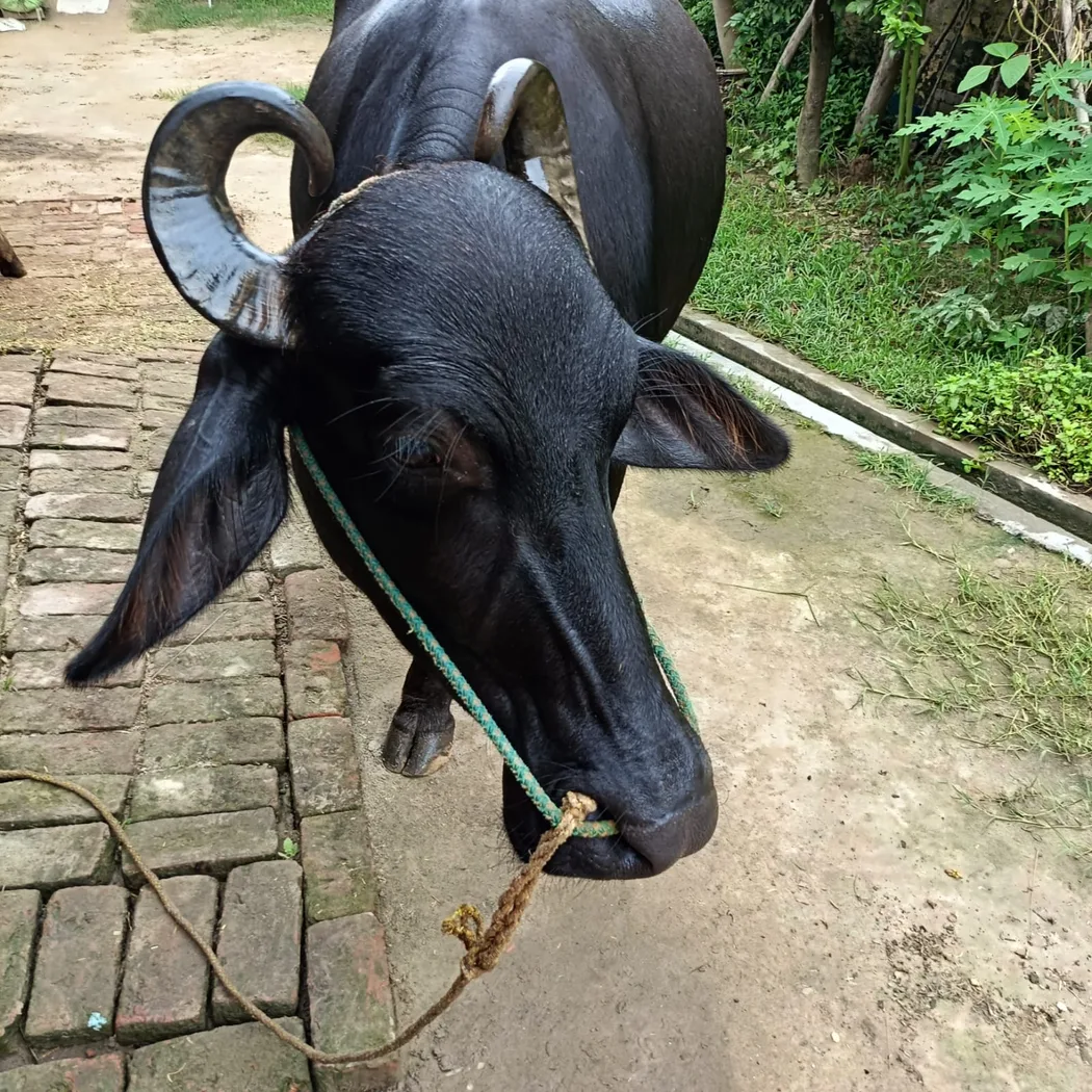 Others Buffalo in  UTTAR PRADESH