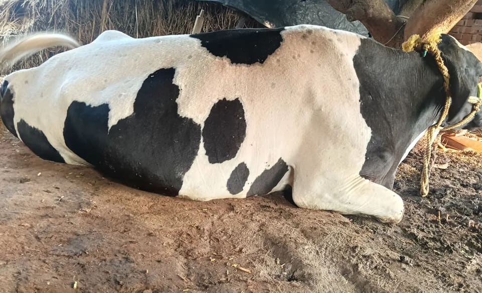 HF Cow in  JHARKHAND