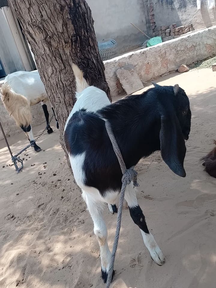 Barbari Goat in  RAJASTHAN
