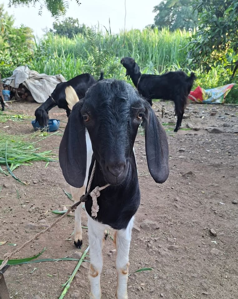 Jamunapari Goat J0285 in  MAHARASHTRA
