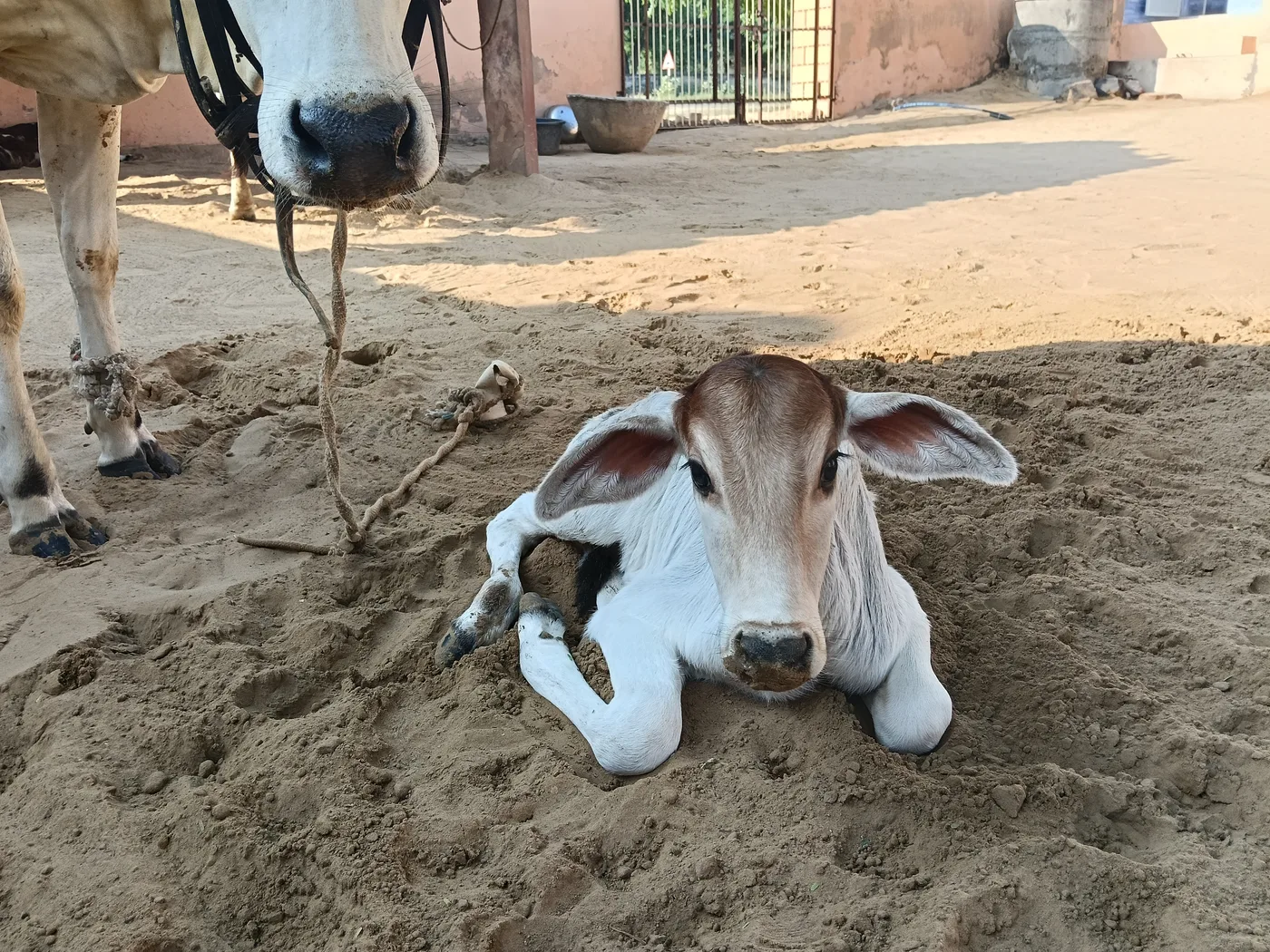 Others Cow in  RAJASTHAN