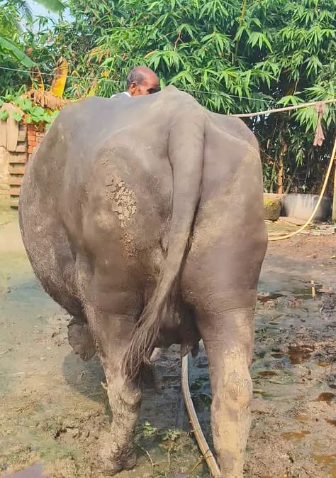 Murrah Buffalo in  UTTAR PRADESH