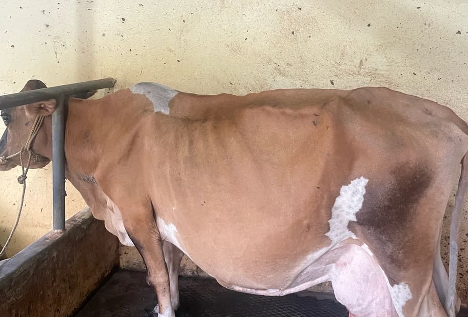 Jersey Cow J1518 in  KERALA