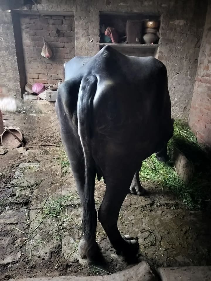 Murrah Buffalo in  RAJASTHAN